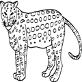 animal coloring-Cheetah