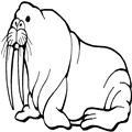 animal coloring-Walrus